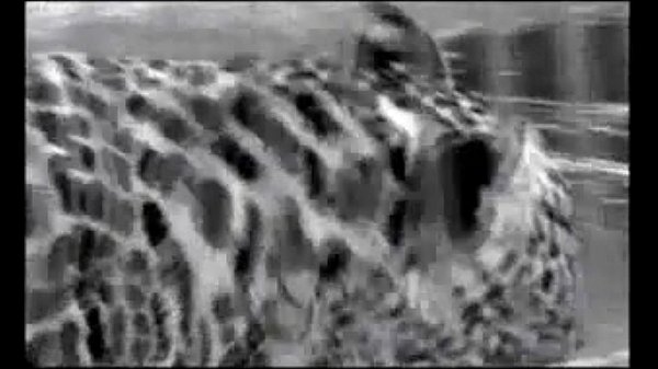 หนังxxxฝรั่งเย็ดกับเสือสมิงสาวสวยในกรง นายพรานฝรั่งเข้าไปเย็ดเสือในกรงหีใหญ่นมอูมมากๆ