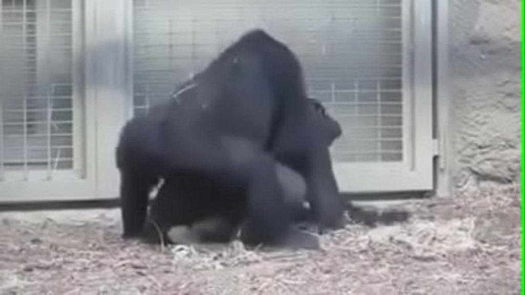 ไอ่คนถ่ายก็โครตจังไร ถ่ายคลิป18+  gorilla กำลังกระเด้ากันในกง