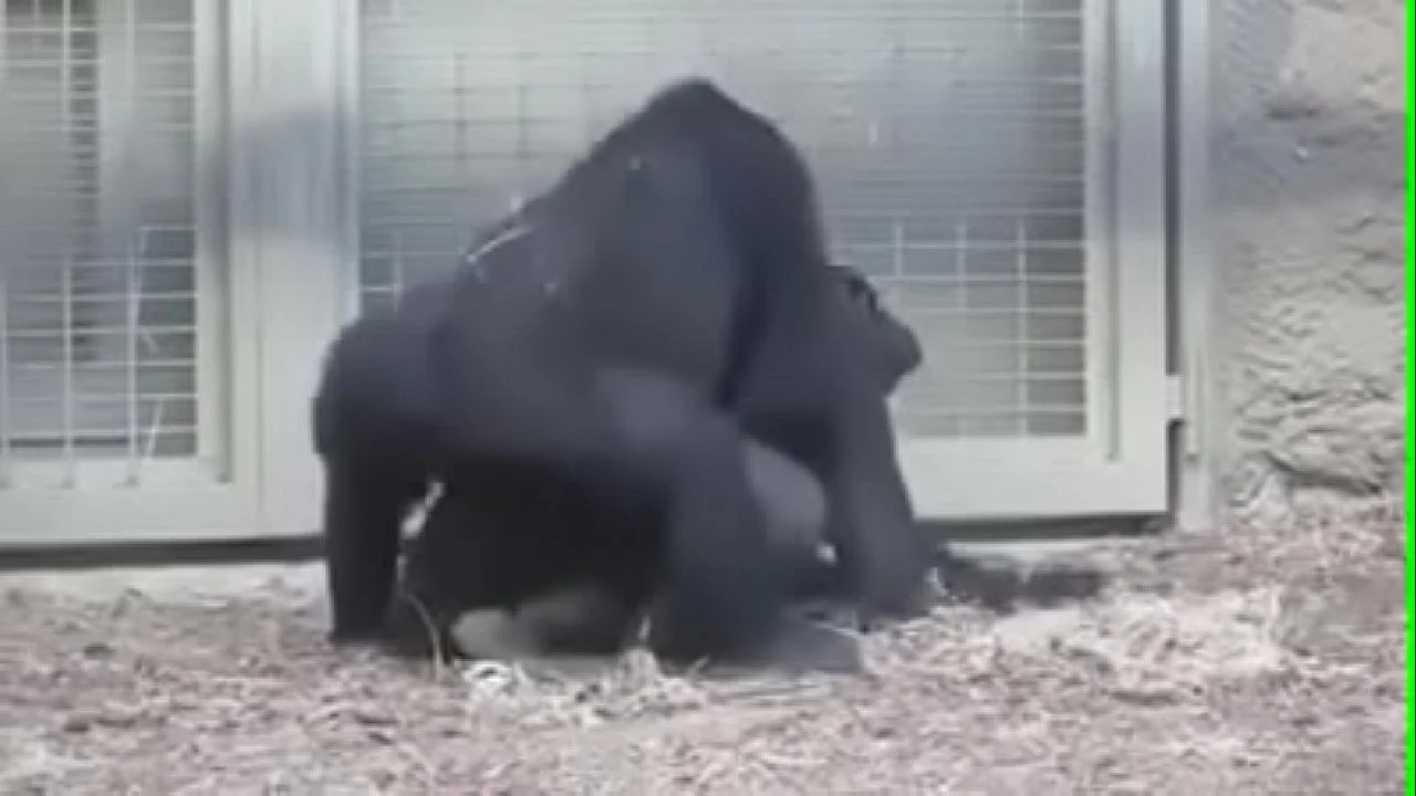 18 gorilla