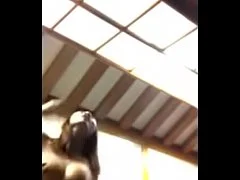 คลิปหลุดน้องฟ้า เซลขายรถยนต์อีซูซุ ขึ้นขย่มผู้จัดการ พี่ไม่น้องเดียวน้องเย็ดหีเอง